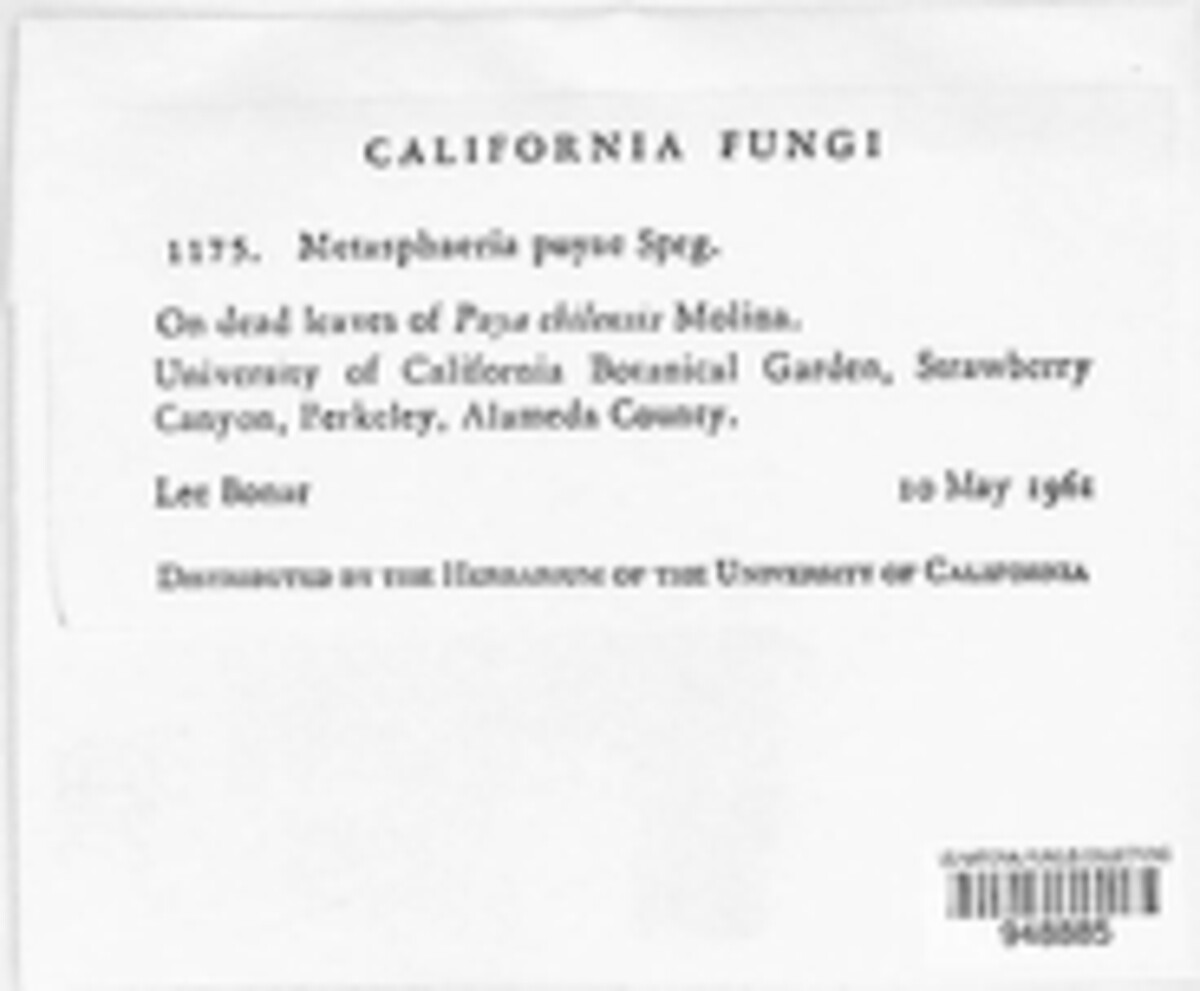 Metasphaeria puyae image